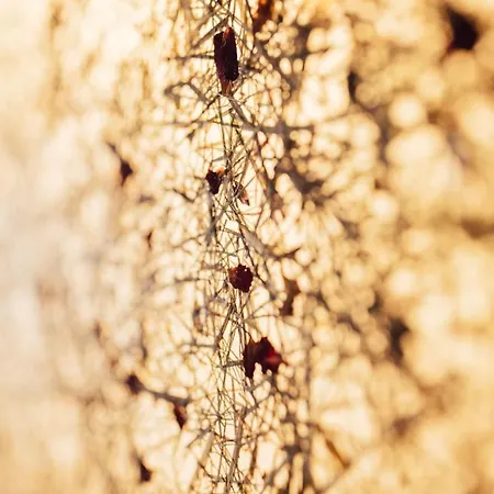 호텔 Lisl - Alpine Comfort 3*